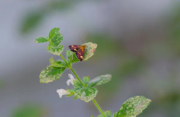 Mint Moth Leaf Mint Plant Summer — Stock Photo, Image