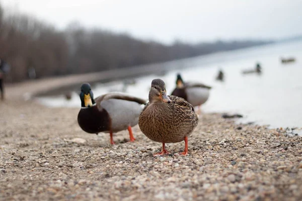 Eine Nahaufnahme Von Niedlichen Enten Die Ufer Des Sees Spazieren — Stockfoto