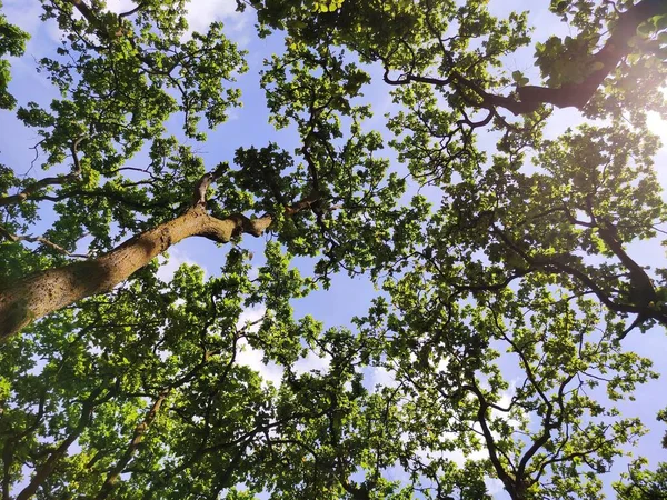 Niskokątne Ujęcie Zielonych Gałęzi Drzew Przeciw Błękitnemu Niebu Słoneczny Dzień — Zdjęcie stockowe