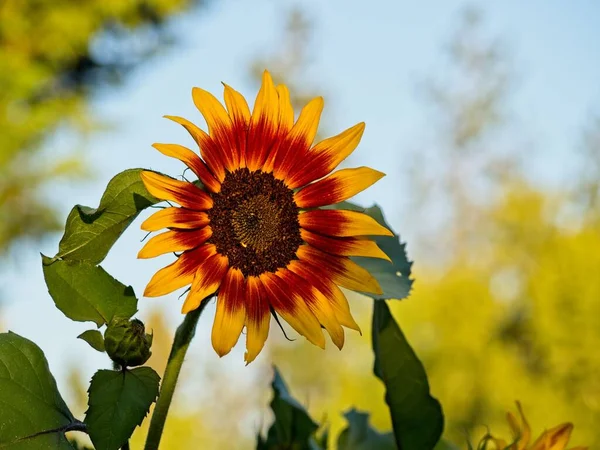 Eine Gelbe Und Orangefarbene Sonnenblume Garten — Stockfoto