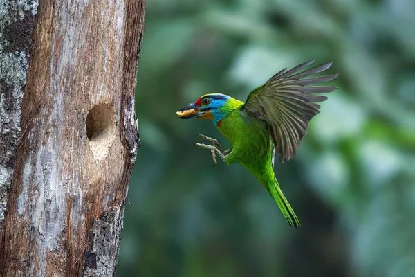 A closeup of a beautiful barbet bird flying towards a tree with a small hole