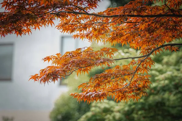 A closeup shot of Japanese maple tree branches with orange leaves on blur background of a building and a green tree