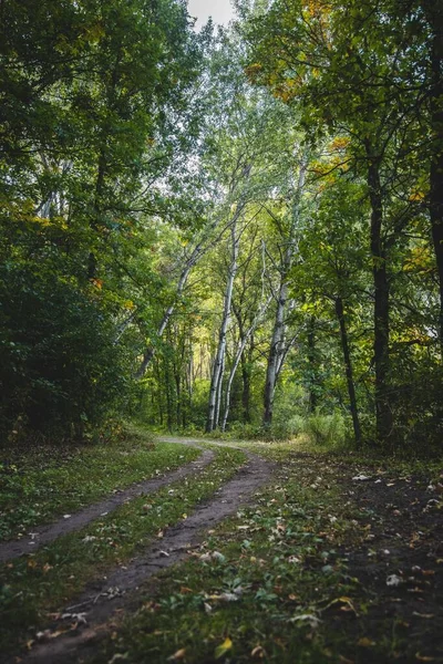 Ένα Μονοπάτι Στο Δάσος — Φωτογραφία Αρχείου