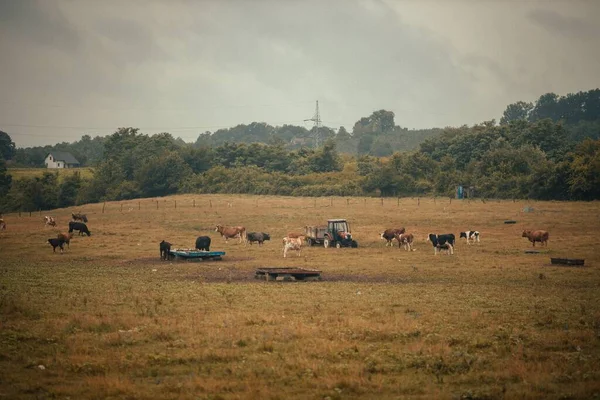 Herd Cattle Grazing Field Tractor — Stock Photo, Image