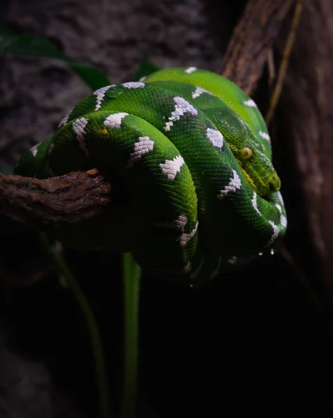 Vertical Shot Emerald Tree Boa Tree Branch — Stock Photo, Image