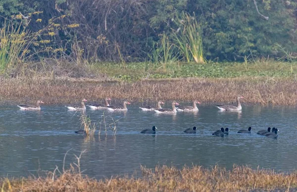 Egy Gyönyörű Lövés Greylag Libák Eurázsiai Coots Úszás Egy Tóban — Stock Fotó