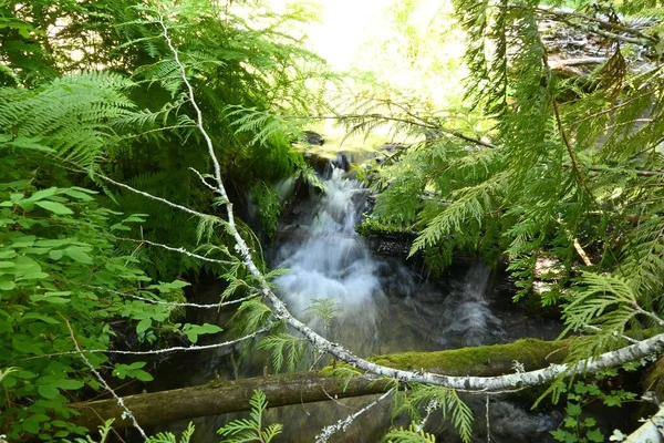 Wicky Creek Mount Adams Washington — Stock fotografie