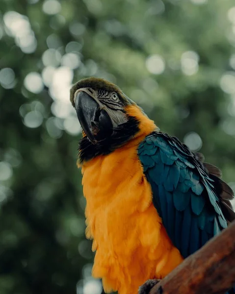 Eine Nahaufnahme Des Farbenfrohen Papageienara Der Wilden Natur Mexikos — Stockfoto