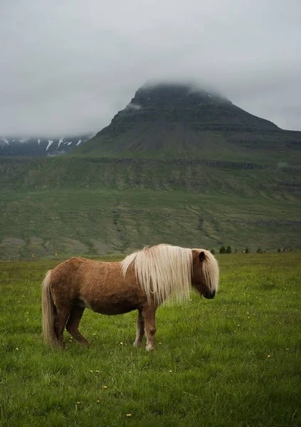 Vertikal Bild Brun Häst Islands Landsbygd — Stockfoto