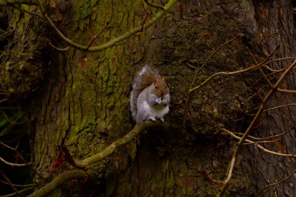 Ein Bild Von Einem Eichhörnchen Das Nüsse Auf Einem Ast — Stockfoto