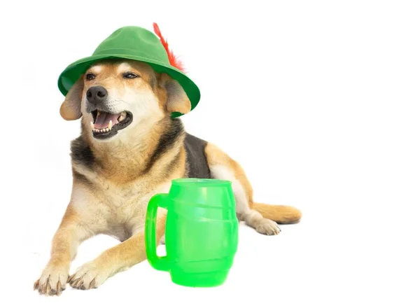 Portret Van Bastaard Hond Met Bavarische Hoed Biermok Witte Achtergrond — Stockfoto