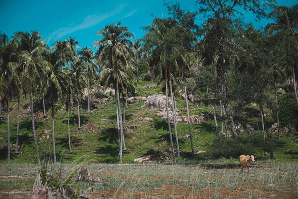 Eine Landschaft Mit Palmenreihen Und Blauem Himmel Hintergrund — Stockfoto