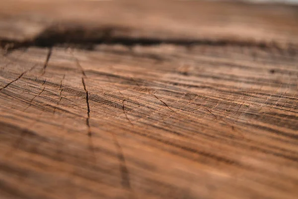 Eine Selektive Fokusaufnahme Eines Geschnittenen Holzstücks Mit Linien Und Rissen — Stockfoto
