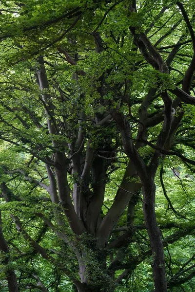 의나무 가지의 — 스톡 사진