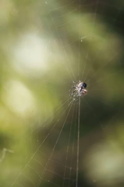 Örümcek Ağındaki Açısal Küre Dokumacının Dikey Yakın Çekimi — Stok fotoğraf
