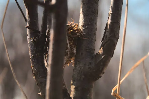 在阳光明媚的森林里 在模糊的背景下 在两条狭窄的树枝之间有一个小鸟巢的特写 — 图库照片