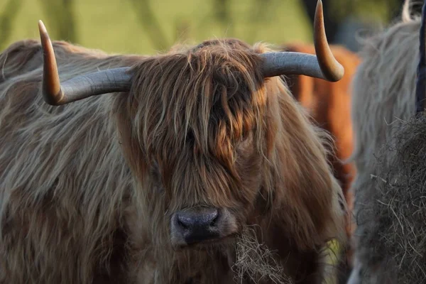 Porträt Eines Highland Rindertieres Mit Verschwommenem Hintergrund — Stockfoto