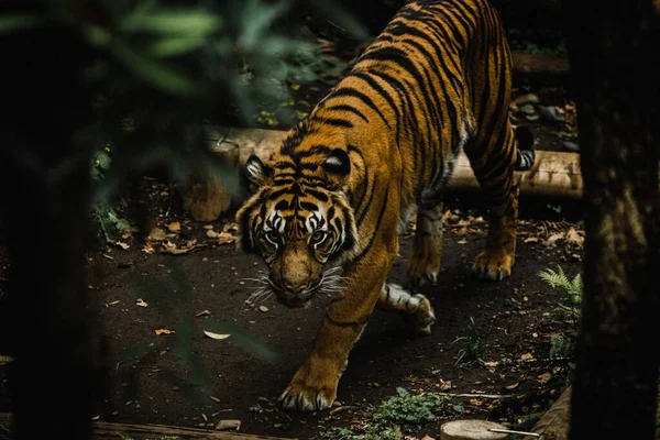 Tigre Sumatra Errant Travers Les Bûches Souches Bois Dans Forêt — Photo