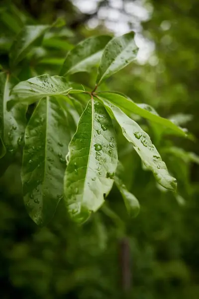 Ein Vertikaler Schuss Grüner Blätter Mit Wassertropfen — Stockfoto