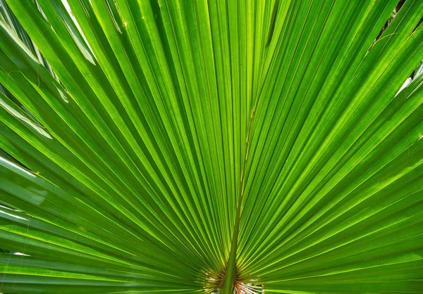 Träd Och Gröna Blad Tropiska Regnskogen Sri Lanka — Stockfoto