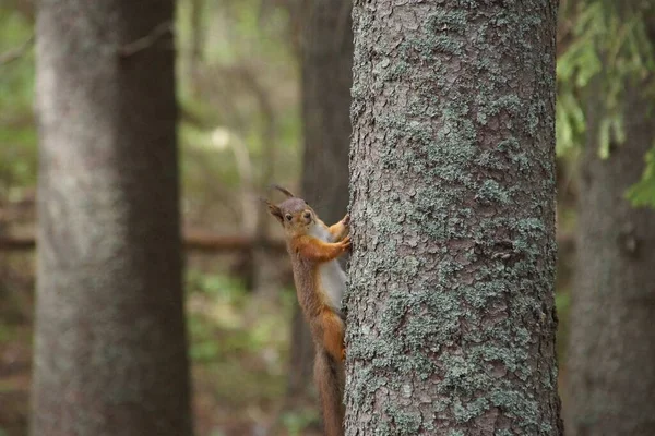 Zbliżenie Małej Wiewiórki Wspinającej Się Drzewo — Zdjęcie stockowe