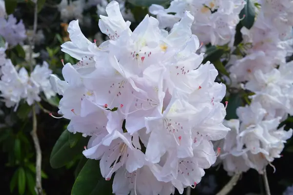 Eine Nahaufnahme Von Weißen Rhododendron Blumen — Stockfoto