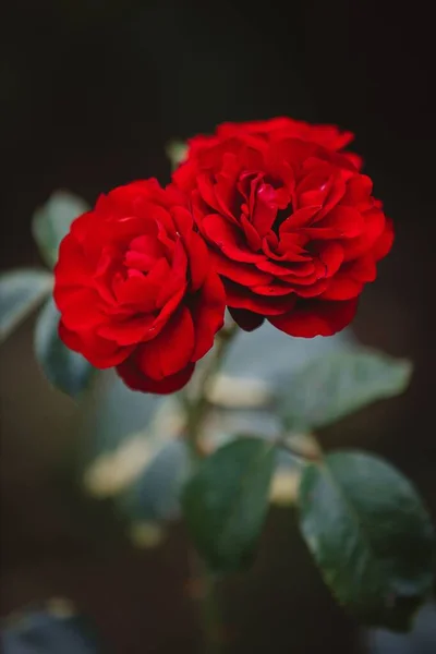 Tiro Vertical Rosas Vermelhas Florescendo Jardim — Fotografia de Stock