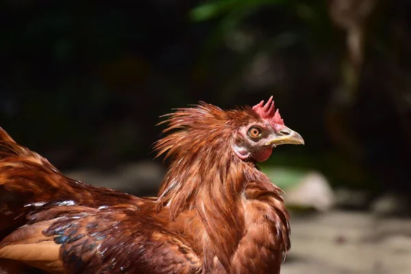 Egy Közeli Kép Egy Rhode Island Red Csirkéről Egy Farmon — Stock Fotó