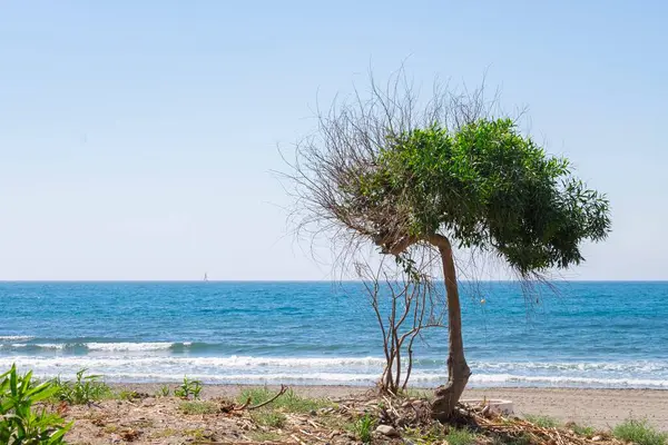 Красивое Дерево Пляже Песком Голубым Океаном Голубым Небом Облаков Солнечный — стоковое фото
