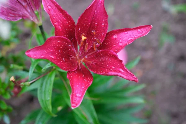 Closeup Pink Wood Lily Flower Covered Waterdrops — Stock Photo, Image