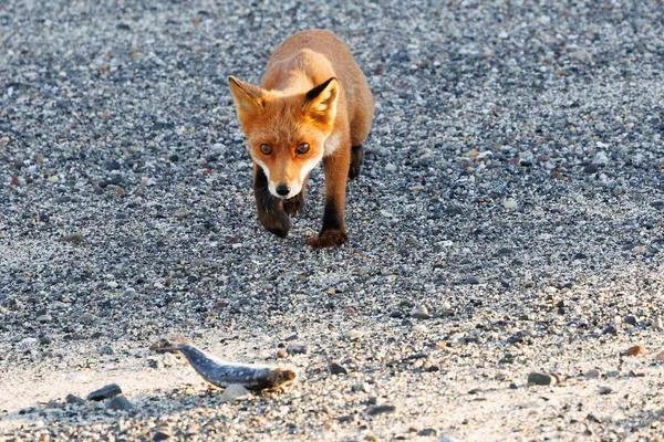 Een Rode Vos Vulpes Vulpes Nadert Een Vis Erop Jagen — Stockfoto