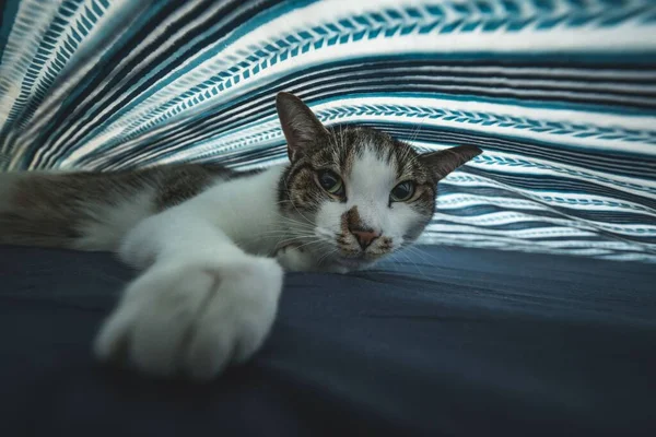 Een Shot Van Een Speelse Kat Onder Dekking — Stockfoto