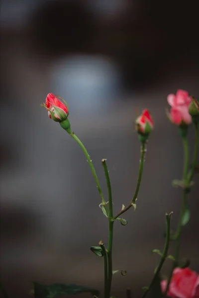 Een Verticaal Shot Van Rode Rozen Knoppen Bloeien Een Tuin — Stockfoto
