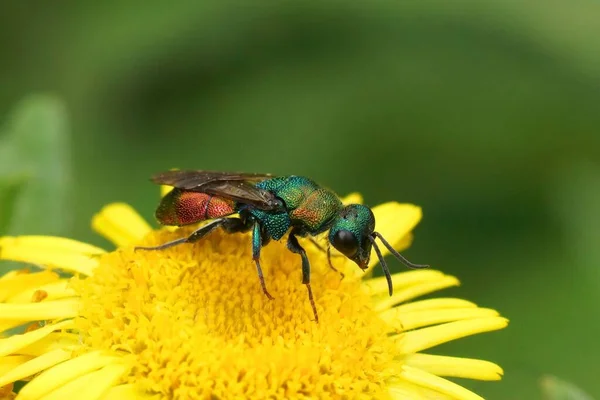 Closeup Green Metallic Jewel Cuckoo Wasp Hedychrium Rutilans Sitting Yellow — ストック写真