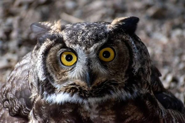 Great Horned Búho Cerca Tiro Cabeza Ubicado Clark Fork Idaho — Foto de Stock