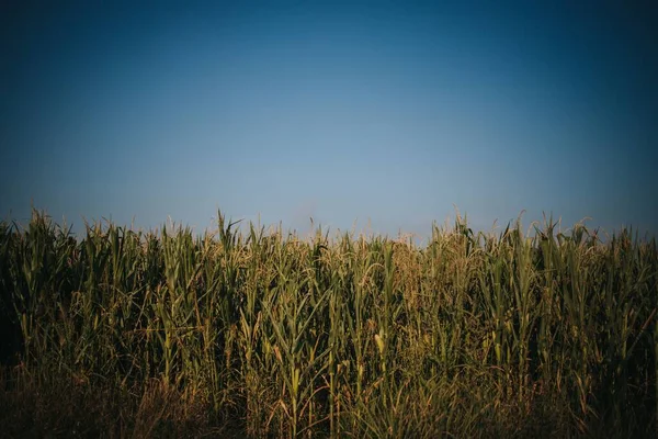 Una Hermosa Vista Del Campo Maíz Contra Cielo Azul — Foto de Stock