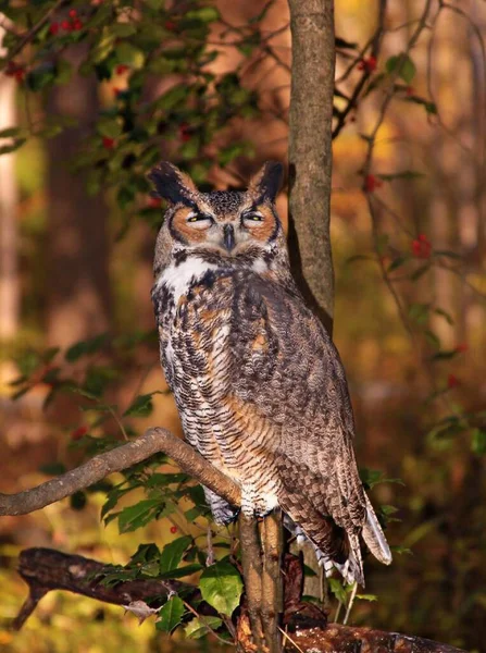 昼間に森の中の木の枝に落ちた大きな角のついたフクロウの垂直ショット — ストック写真