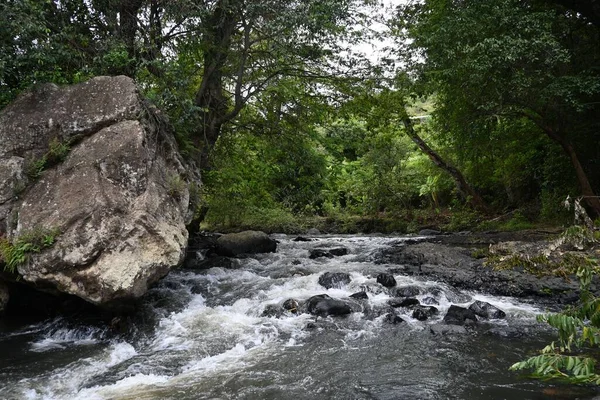 昼間に撮影された森の隣にある川の岩場の美しい風景 — ストック写真