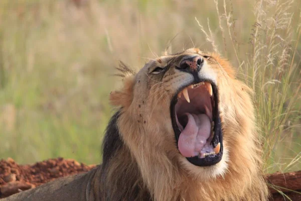 Closeup Majestic Lion Roaring Field — Stock Photo, Image
