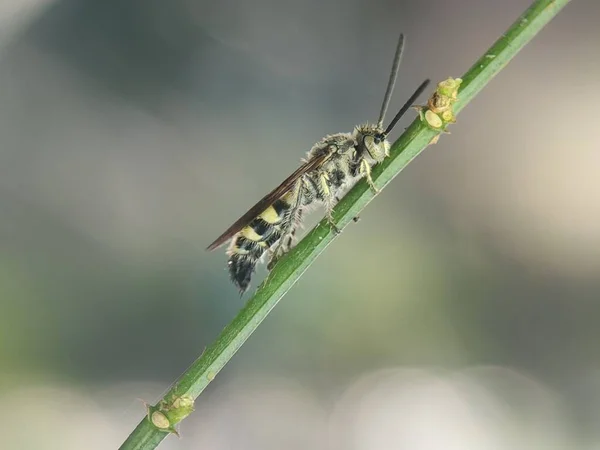 Egy Scoliidae Darázs Makrója Egy Zöld Száron — Stock Fotó