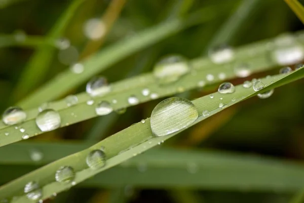 Primo Piano Gocce Pioggia Sulle Lame Erba Verde — Foto Stock