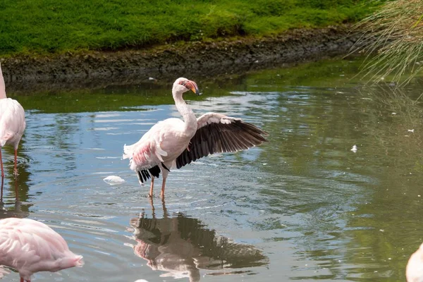 Rosa Flamingo Står Sjön Med Spridda Vingar Mot Den Gröna — Stockfoto