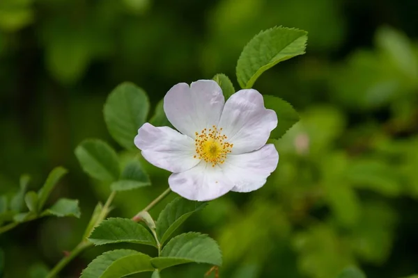 Zbliżenie Białym Kwiatem Rosa Canina Dzikie Wiosna — Zdjęcie stockowe