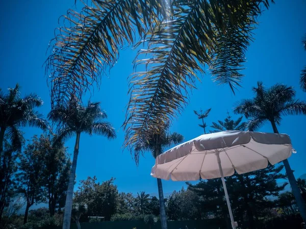 Pohled Palmy Plážový Deštník Proti Modré Jasné Obloze — Stock fotografie