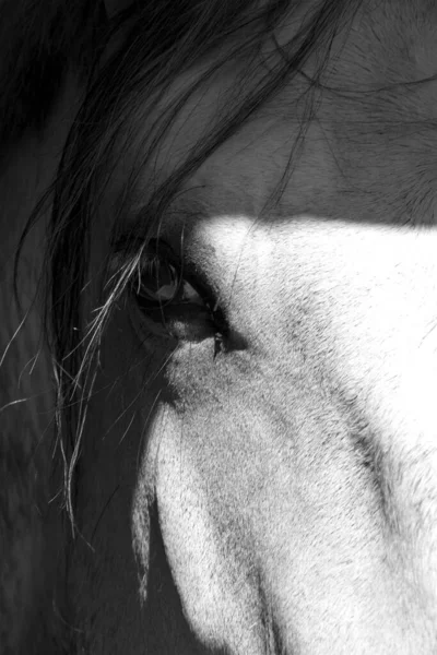 A vertical grayscale closeup of a beautiful horse eye