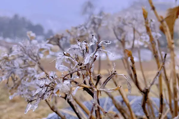 Close Shot Frozen Branches Blur — Stock Photo, Image