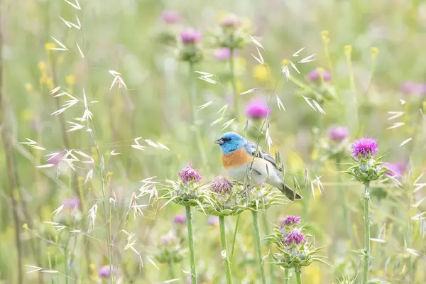 Bahçedeki Bir Çiçeğe Tüneyen Renkli Bir Kuş — Stok fotoğraf