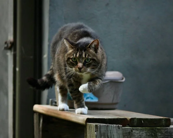 Eine Flauschige Katze Läuft Bei Tageslicht Auf Einer Holzplanke Freien — Stockfoto