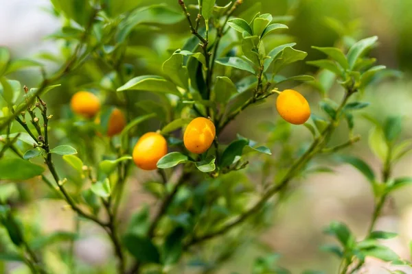 Primo Piano Piccole Arance Che Crescono Albero Kumquat — Foto Stock