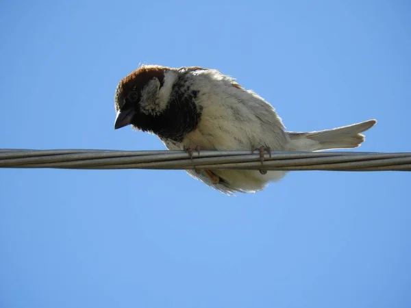 麻雀栖息在电线上的麻雀 — 图库照片